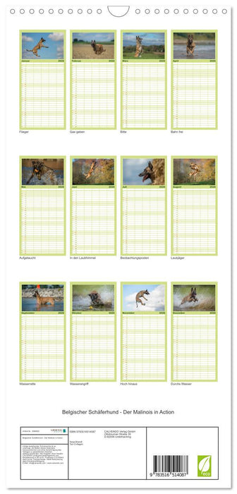 Belgischer Schäferhund - Der Malinois in Action (CALVENDO Familienplaner 2026)