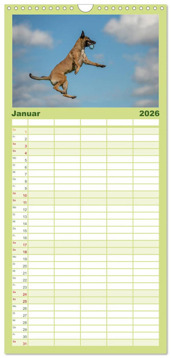 Belgischer Schäferhund - Der Malinois in Action (CALVENDO Familienplaner 2026)