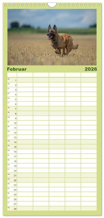 Belgischer Schäferhund - Der Malinois in Action (CALVENDO Familienplaner 2026)