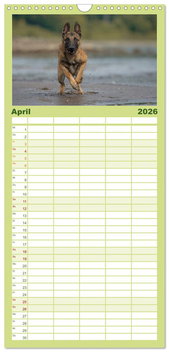 Belgischer Schäferhund - Der Malinois in Action (CALVENDO Familienplaner 2026)