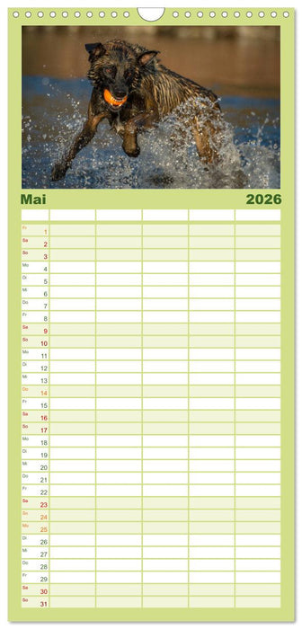 Belgischer Schäferhund - Der Malinois in Action (CALVENDO Familienplaner 2026)