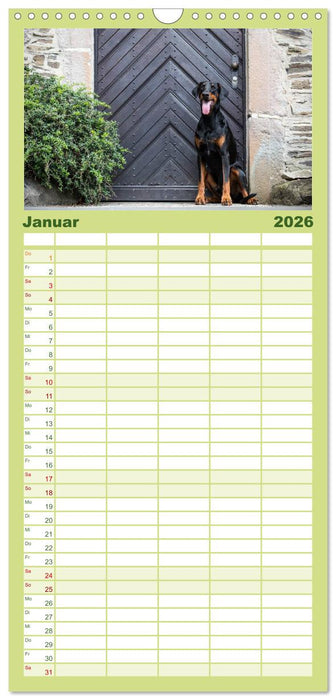 Dobermann (CALVENDO Familienplaner 2026)