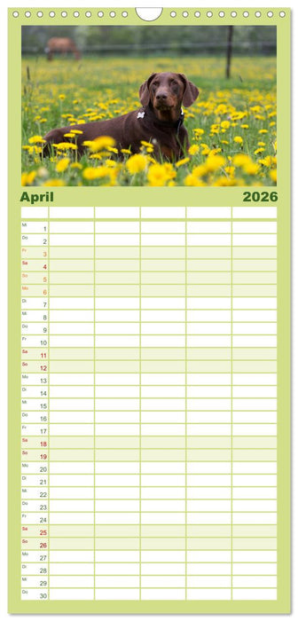 Dobermann (CALVENDO Familienplaner 2026)