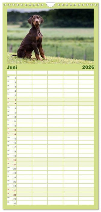 Dobermann (CALVENDO Familienplaner 2026)