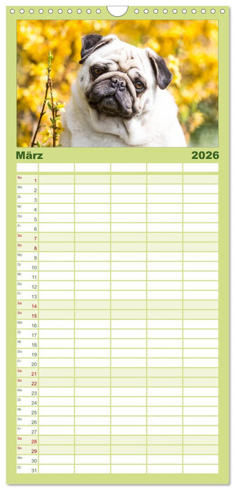 Möpse (CALVENDO Familienplaner 2026)