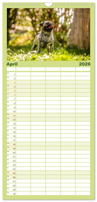 Möpse (CALVENDO Familienplaner 2026)