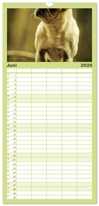 Möpse (CALVENDO Familienplaner 2026)