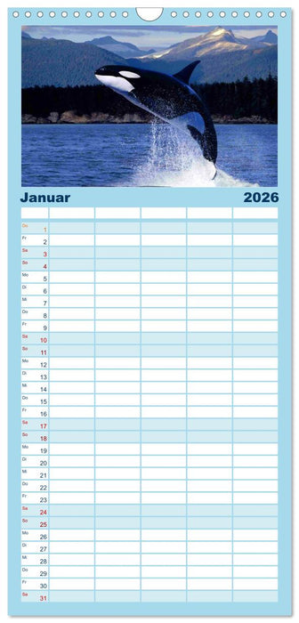 Delfine und Wale (CALVENDO Familienplaner 2026)