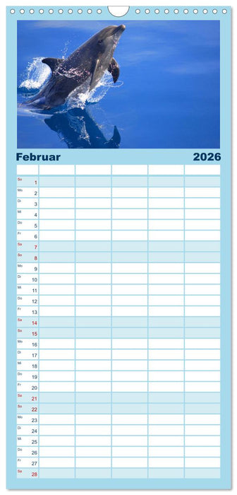Delfine und Wale (CALVENDO Familienplaner 2026)