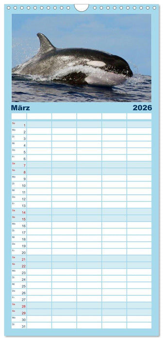 Delfine und Wale (CALVENDO Familienplaner 2026)
