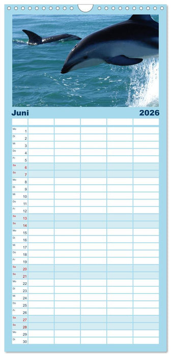 Delfine - Lächelnde Intelligenz (CALVENDO Familienplaner 2026)