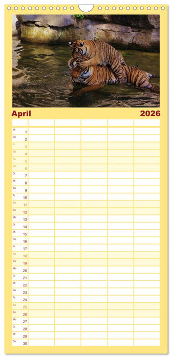 Tiger (CALVENDO Familienplaner 2026)