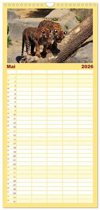 Tiger (CALVENDO Familienplaner 2026)