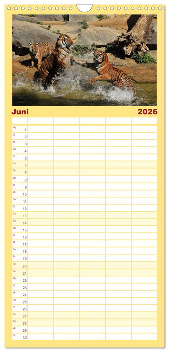 Tiger (CALVENDO Familienplaner 2026)