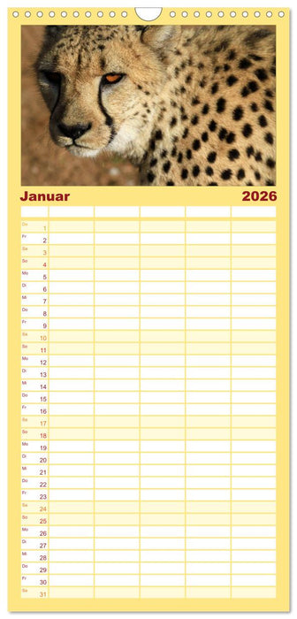 Raubkatzen (CALVENDO Familienplaner 2026)