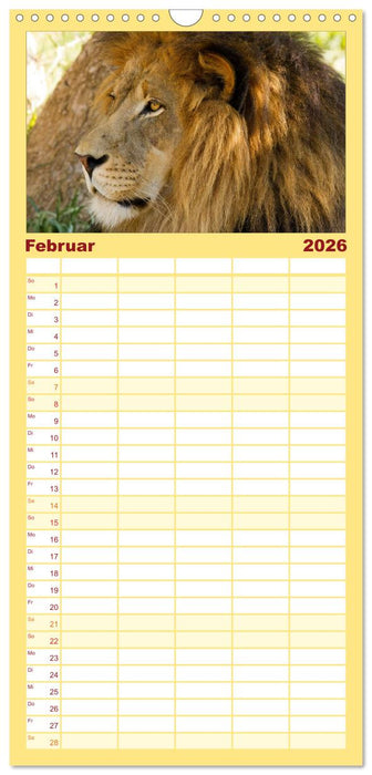 Raubkatzen (CALVENDO Familienplaner 2026)