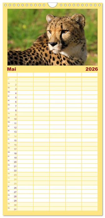 Raubkatzen (CALVENDO Familienplaner 2026)