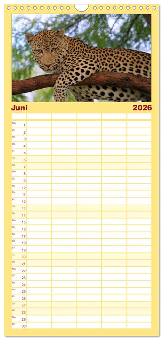 Raubkatzen (CALVENDO Familienplaner 2026)