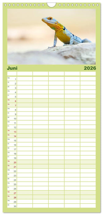 Echsen - Schuppige Überlebenskünstler (CALVENDO Familienplaner 2026)