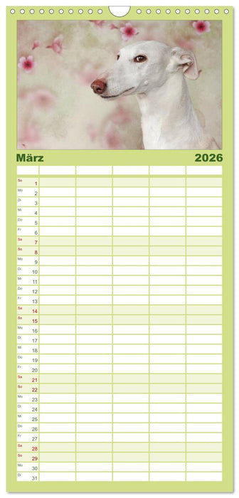 Der Windhundekalender (CALVENDO Familienplaner 2026)