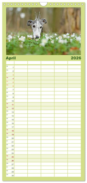 Der Windhundekalender (CALVENDO Familienplaner 2026)