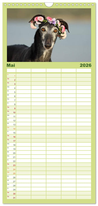 Der Windhundekalender (CALVENDO Familienplaner 2026)