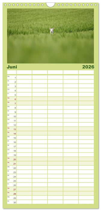 Der Windhundekalender (CALVENDO Familienplaner 2026)