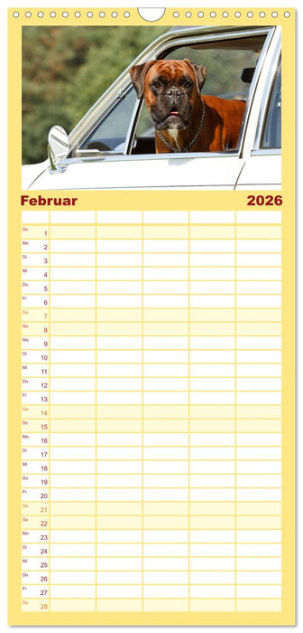 Deutscher Boxer 2026 (CALVENDO Familienplaner 2026)