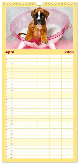 Deutscher Boxer 2026 (CALVENDO Familienplaner 2026)