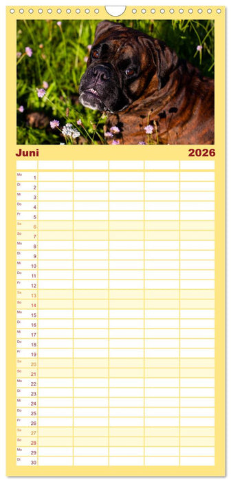 Deutscher Boxer 2026 (CALVENDO Familienplaner 2026)
