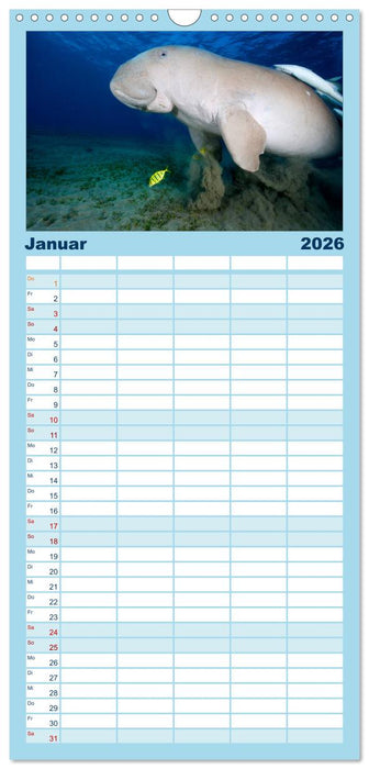 Tauchen im Roten Meer 2026 (CALVENDO Familienplaner 2026)