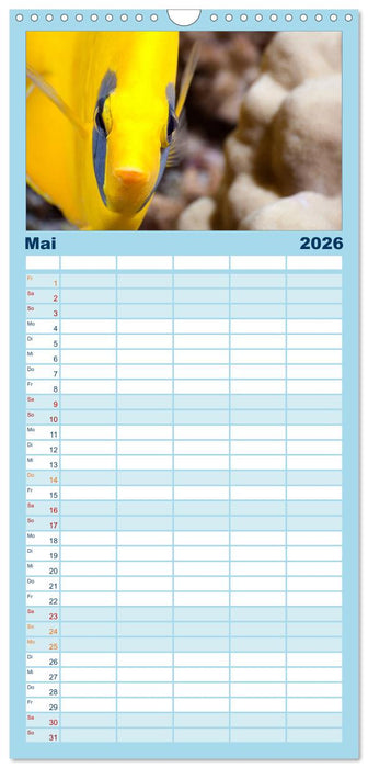 Tauchen im Roten Meer 2026 (CALVENDO Familienplaner 2026)