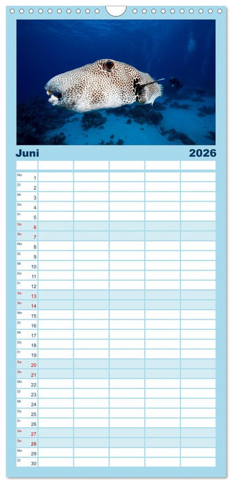 Tauchen im Roten Meer 2026 (CALVENDO Familienplaner 2026)