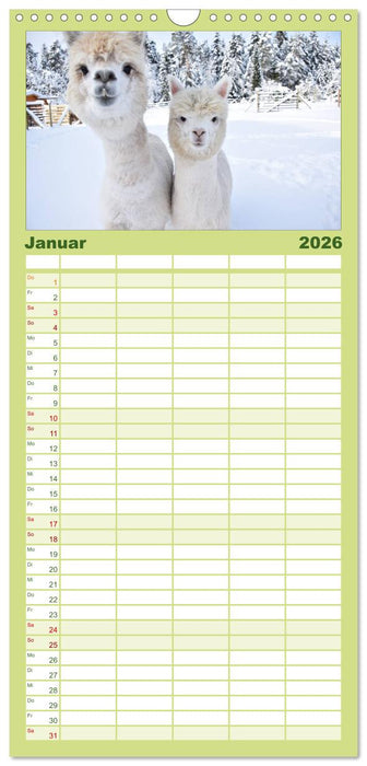 Alpakas zum Verlieben (CALVENDO Familienplaner 2026)