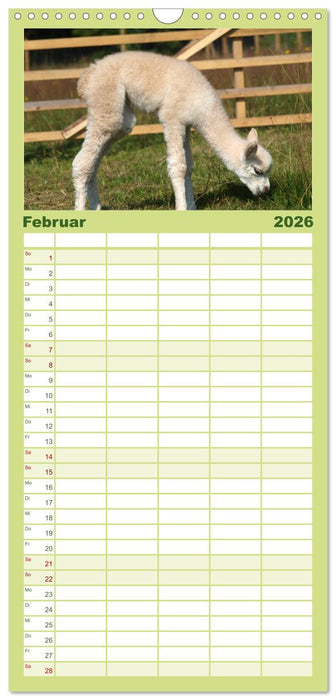 Alpakas zum Verlieben (CALVENDO Familienplaner 2026)