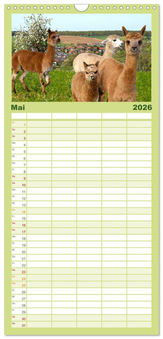 Alpakas zum Verlieben (CALVENDO Familienplaner 2026)