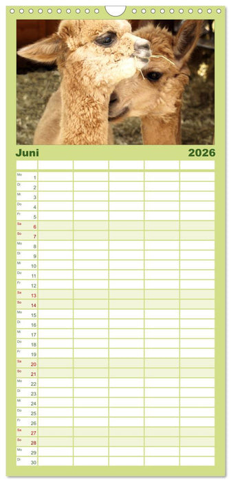 Alpakas zum Verlieben (CALVENDO Familienplaner 2026)