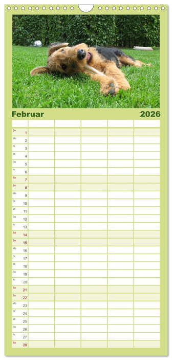 Airedale Terrier (CALVENDO Familienplaner 2026)