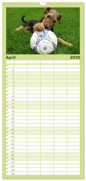 Airedale Terrier (CALVENDO Familienplaner 2026)