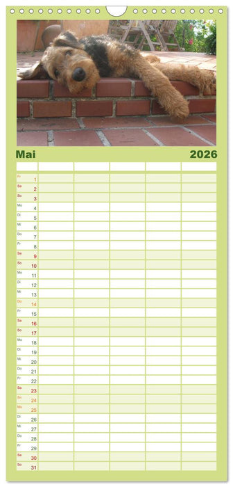 Airedale Terrier (CALVENDO Familienplaner 2026)