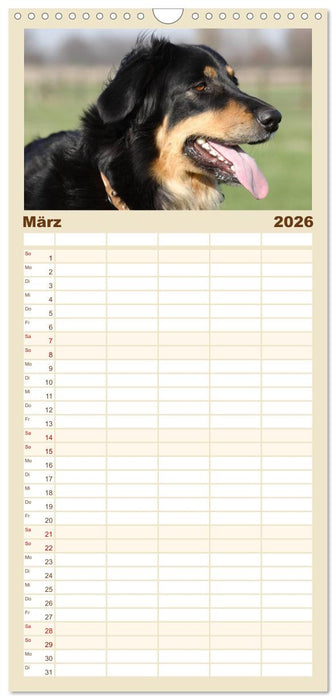 Hovawarte - einmal anders (CALVENDO Familienplaner 2026)