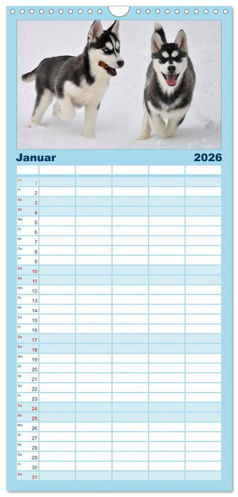 Husky-Kalender (CALVENDO Familienplaner 2026)