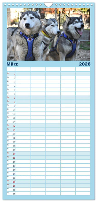 Husky-Kalender (CALVENDO Familienplaner 2026)
