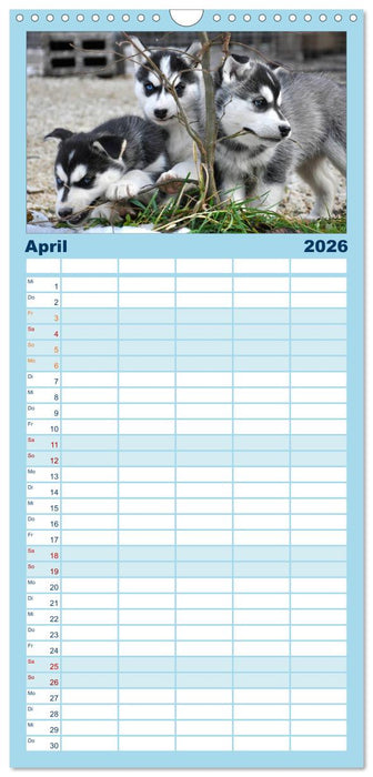 Husky-Kalender (CALVENDO Familienplaner 2026)