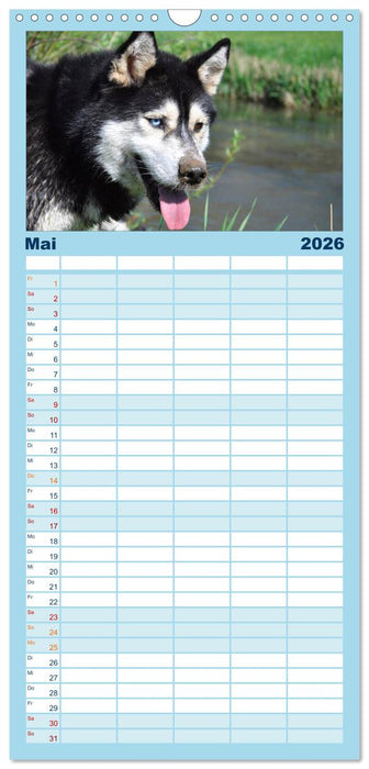 Husky-Kalender (CALVENDO Familienplaner 2026)