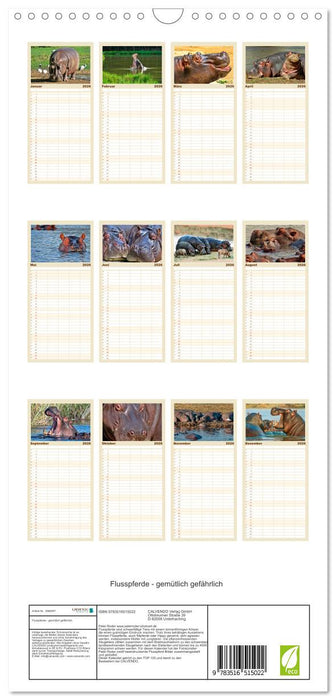 Flusspferde - gemütlich gefährlich (CALVENDO Familienplaner 2026)