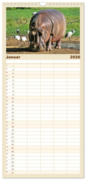 Flusspferde - gemütlich gefährlich (CALVENDO Familienplaner 2026)