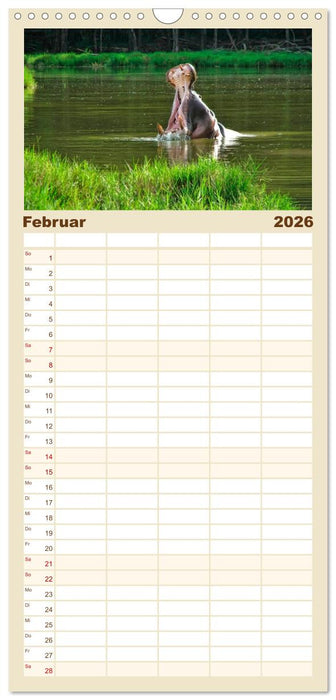 Flusspferde - gemütlich gefährlich (CALVENDO Familienplaner 2026)