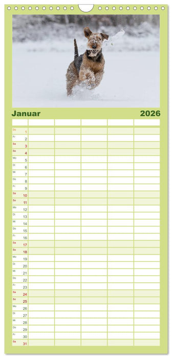 Airedale-Terrier, was sonst! (CALVENDO Familienplaner 2026)