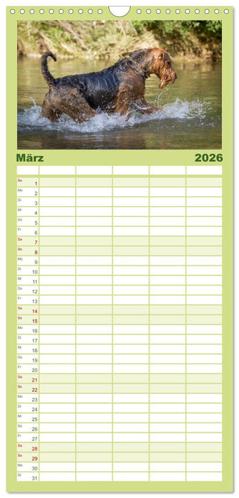 Airedale-Terrier, was sonst! (CALVENDO Familienplaner 2026)